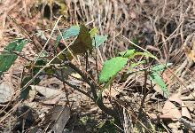 Impact Project Image
